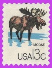 10 Moose - Animals