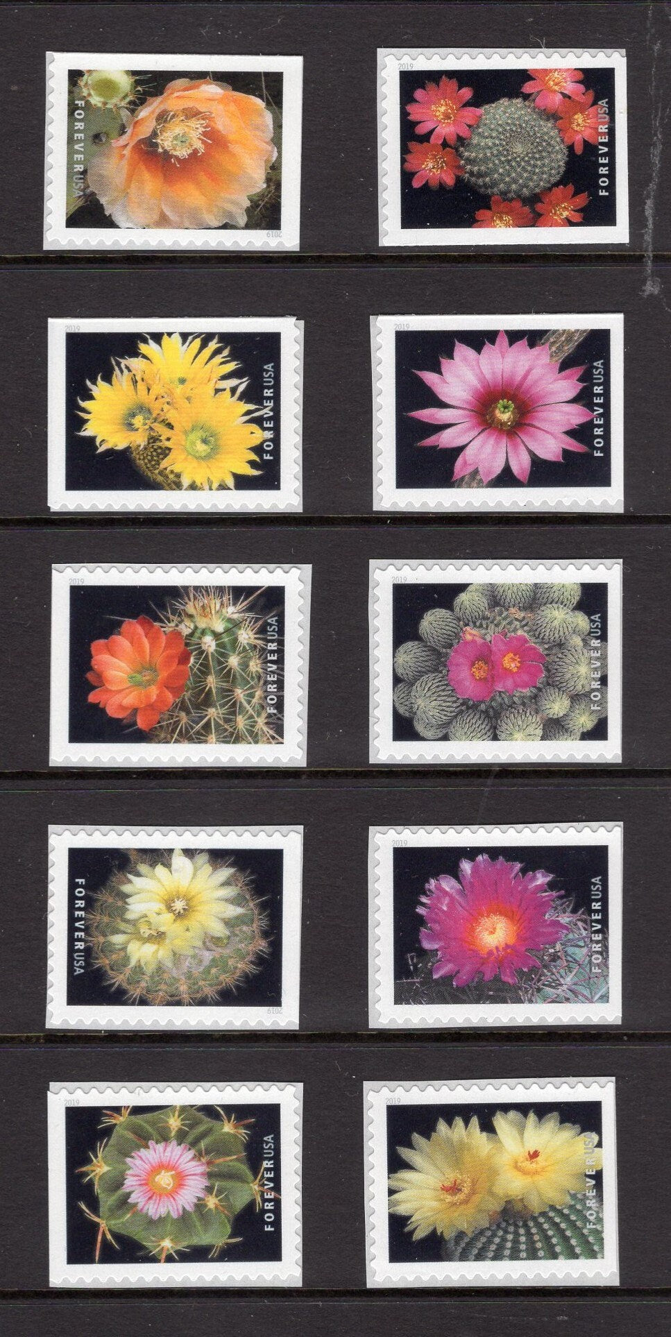 10 FLOWERING CACTUS Forever Great Wedding