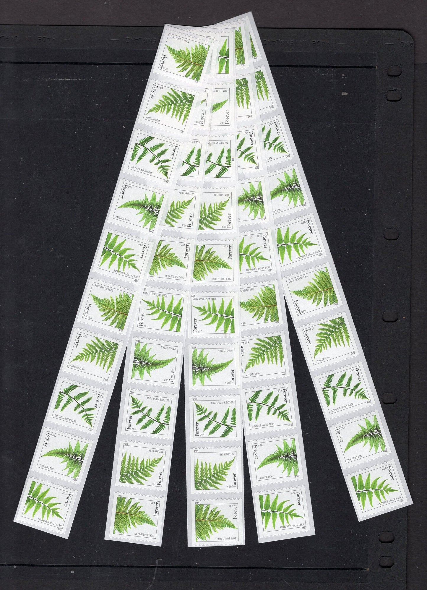 50 FERN FERNS Forever in Strips