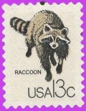 10 RACCOON - ANIMALS