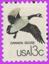 10 Canada Goose - Birds