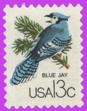 20 BLUE JAY BIRDS