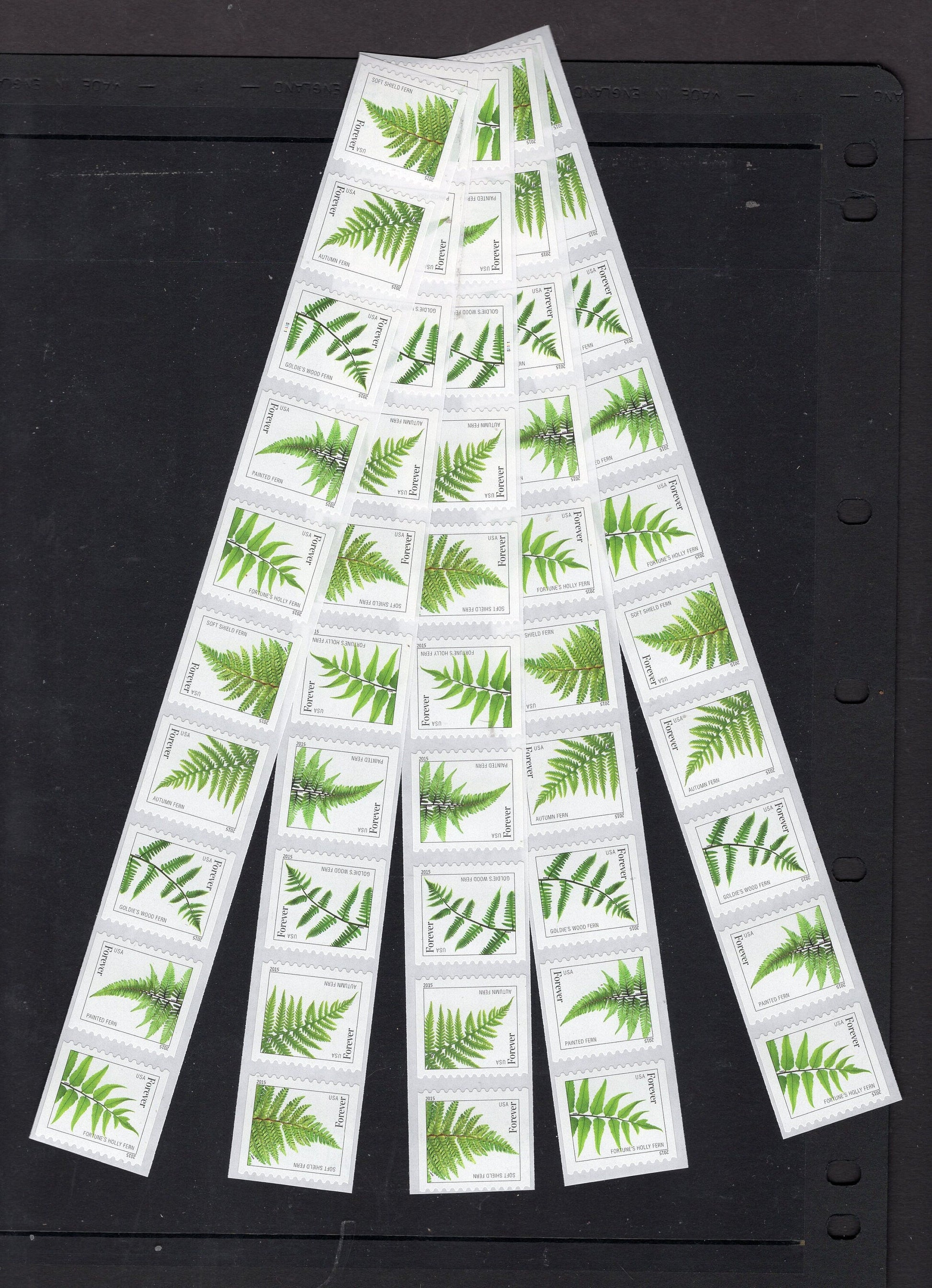 50 FERN FOREVER FERNS Coil in Strips of 5 to 11 Great Invitations Weddings