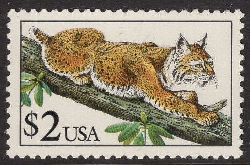 2 BOBCAT on Tree Branch High Value Animal