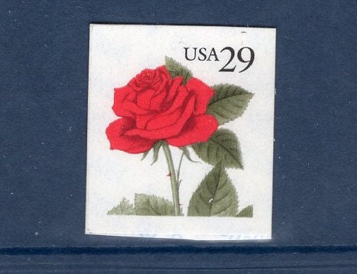 10 Flowering RED ROSE