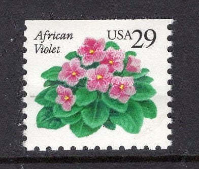 10 AFRICAN VIOLET