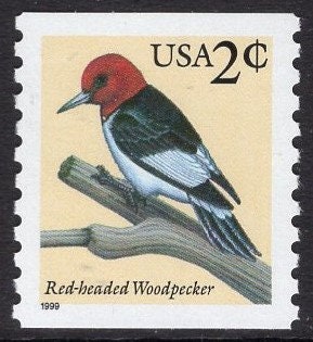10 RED-HEADED WOODPECKER on a Branch