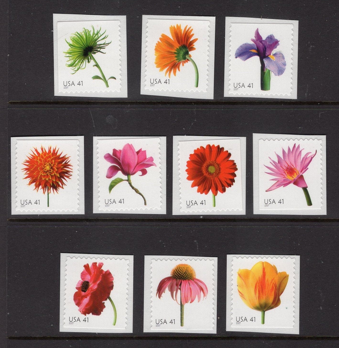10 USA FLOWERS Iris Daisy Tulip Mum Magnolia Lily Poppy Dahlia Cone