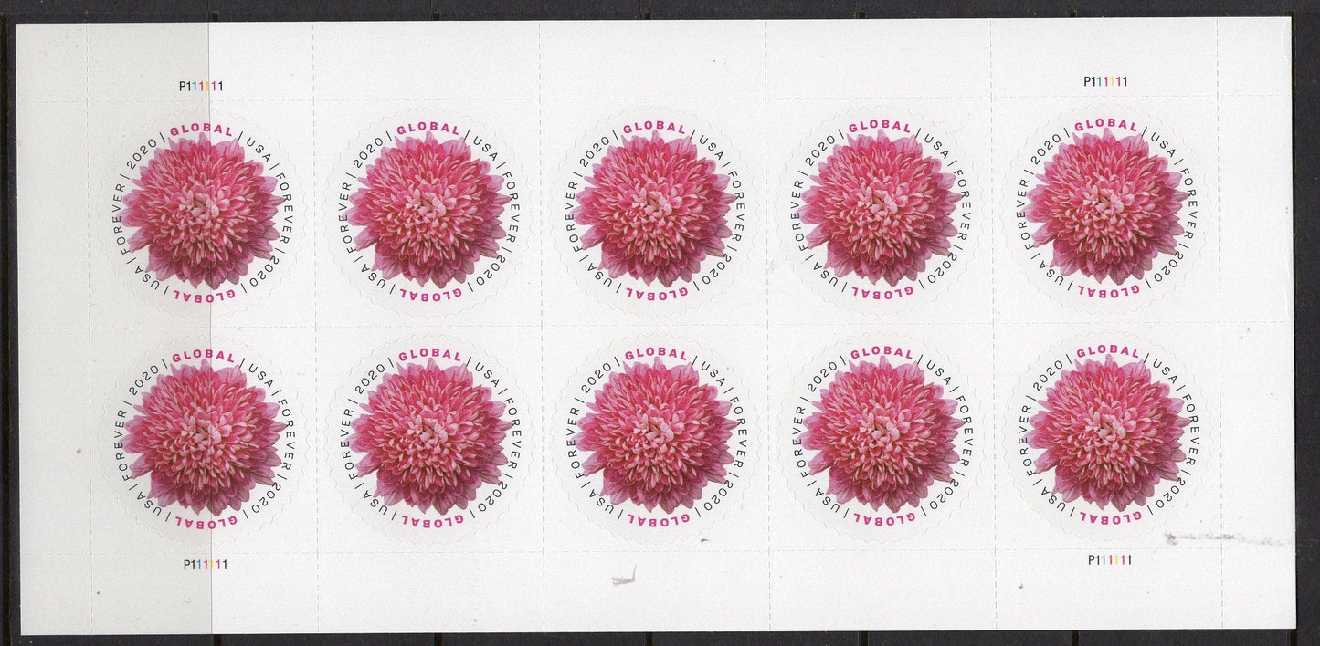 10 CHRYSANTHEMUM GLOBAL FOREVER Mum INTERNATIONAl Pink Fuchsia