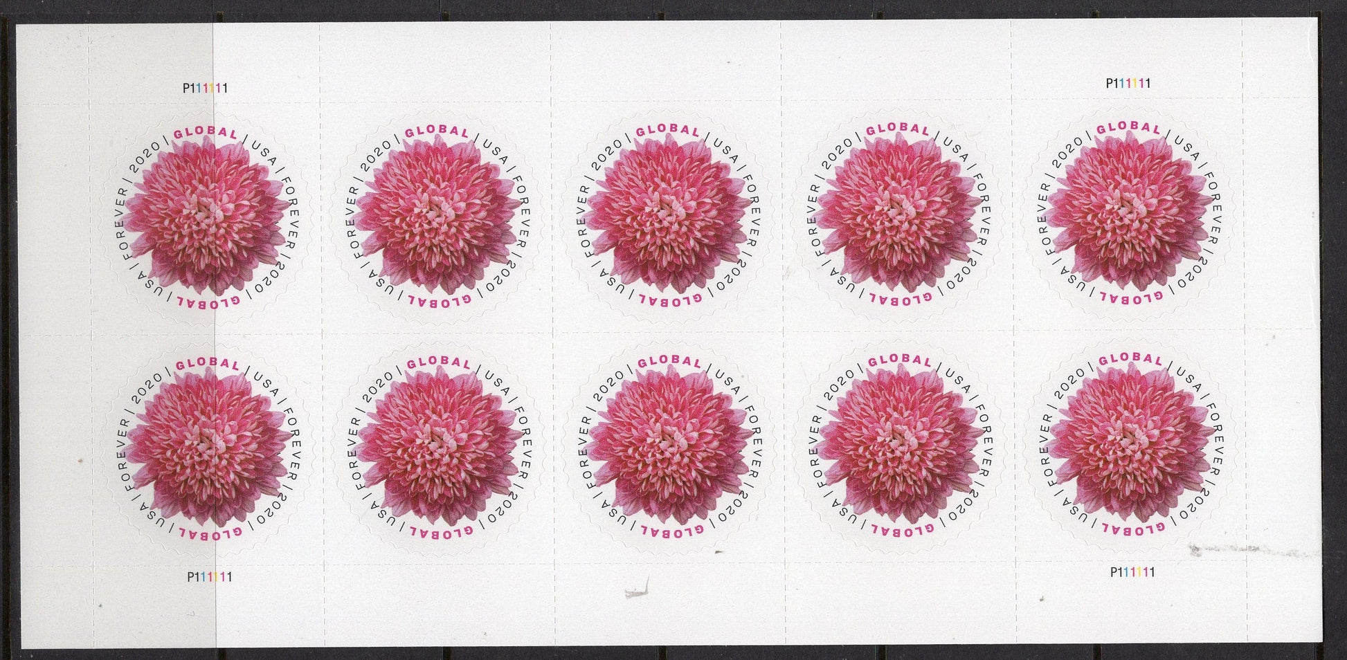 10 CHRYSANTHEMUM GLOBAL FOREVER Mum INTERNATIONAl Pink Fuchsia