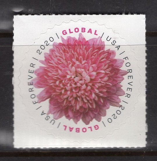5 CHRYSANTHEMUM Mum GLOBAL FOREVER INTERNATIONAl FOREVEr