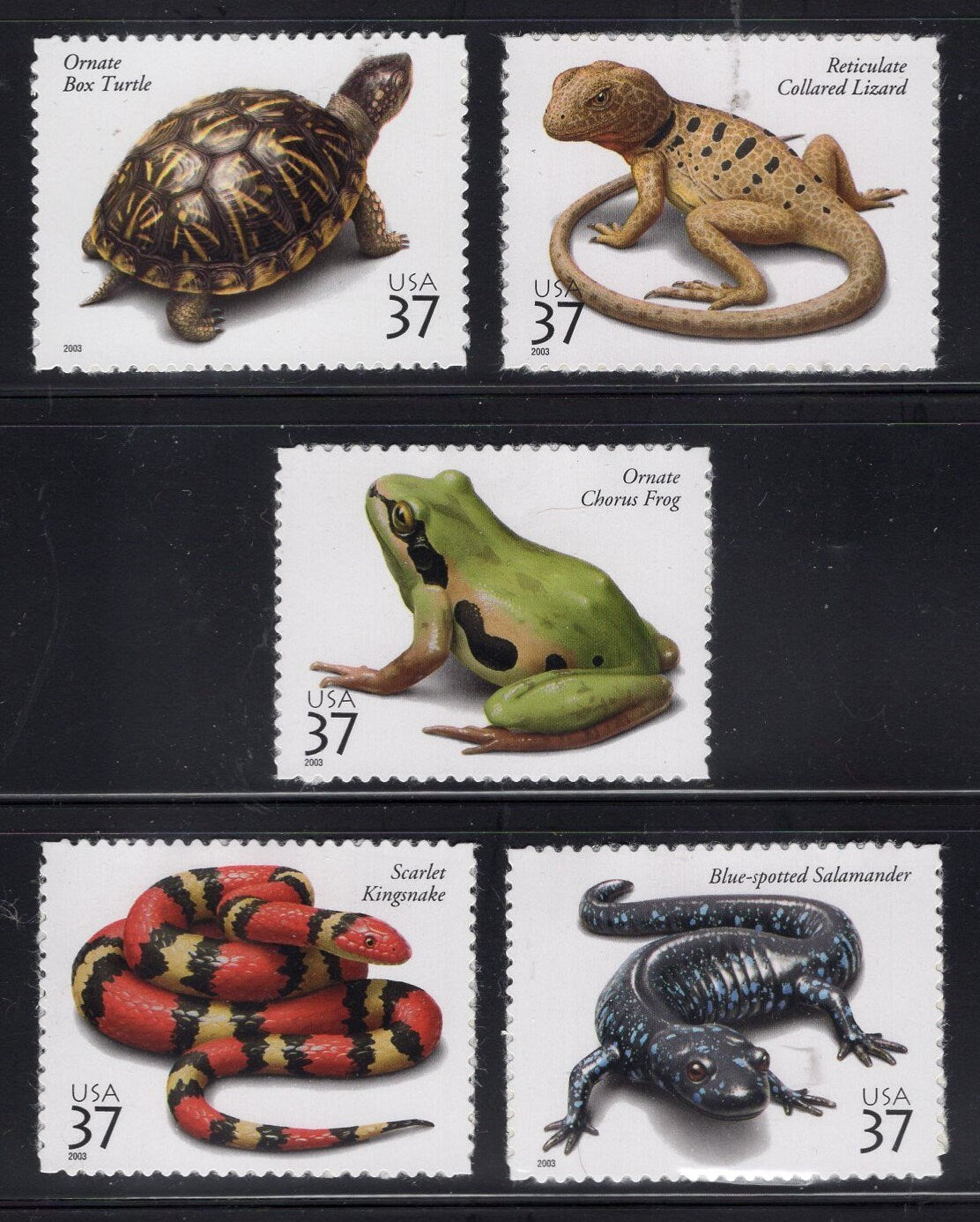 10 REPTILES inc TURTLE KINGSNAKE Frog Salamander Lizard (2 each) 37c