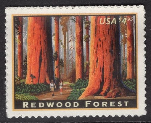 REDWOOD FOREST SEQUOIA California