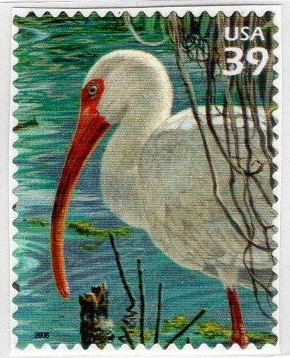 5 WHITE IBIS Bird