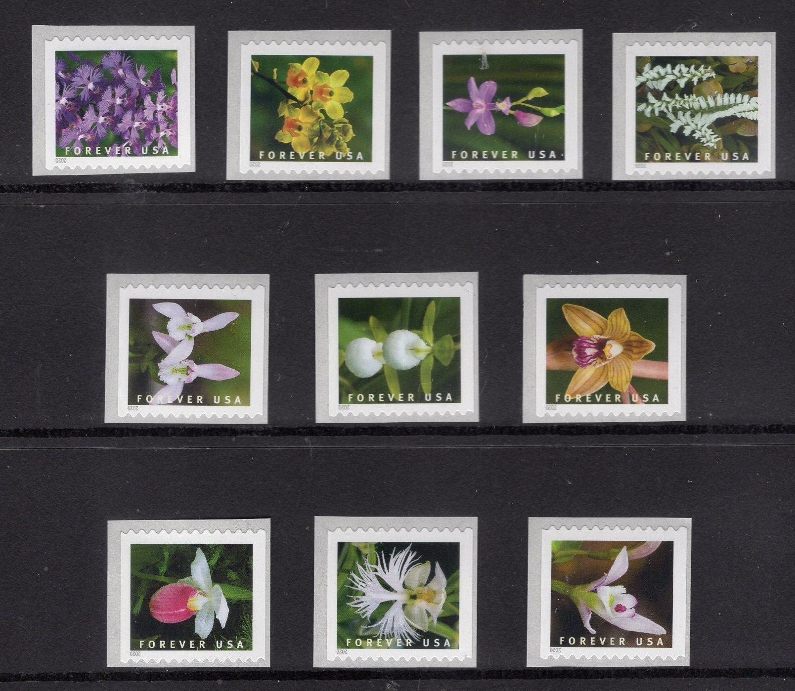10 DIFFERENT ORCHIDS FOREVER Single