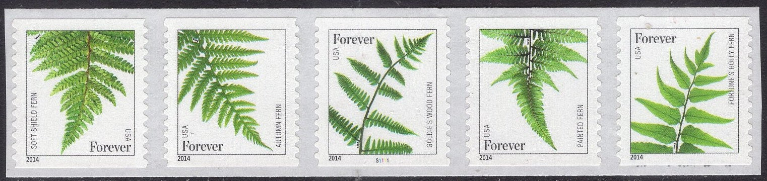 25 FERN FOREVER Ferns Coil Strips of 5