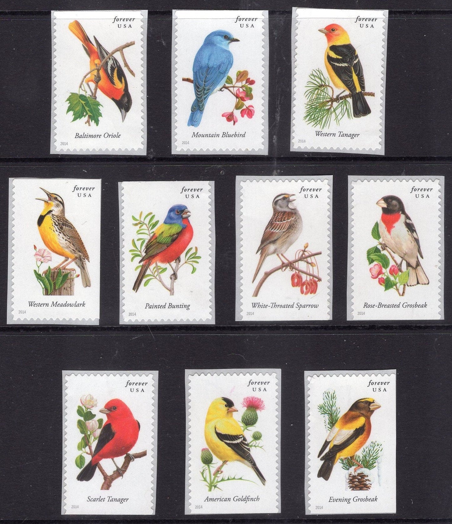 10 SONGBIRDS FOREVER Lark Bluebird Oriole Tanager Finch Collection
