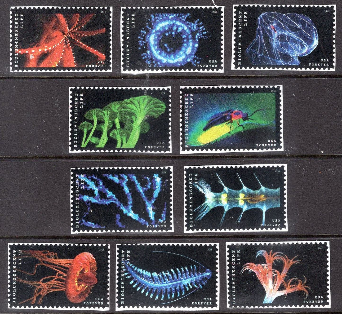 10 BIOLUMINESCENT BIOLUMINESCENCE Sea LIFE Science Biology Wedding Invites 5264
